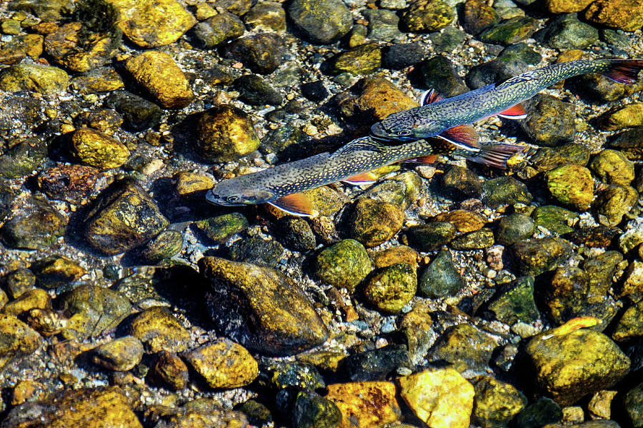 Fall Brook Trout Photograph by Johnny Boyd