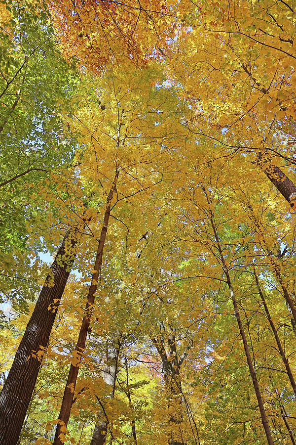 Fall Canopy 13 102919 Photograph by Mary Bedy - Fine Art America