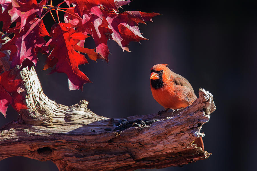 Fall Cardinal Photograph by Mircea Costina Photography