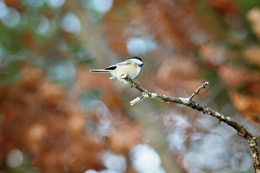 Fall Chickadee by Sue Collura Fall Chickadee by Sue Collura