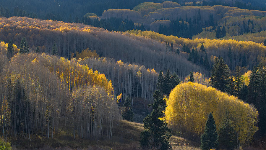 Fall Color-1 Photograph by ??? / Austin Li