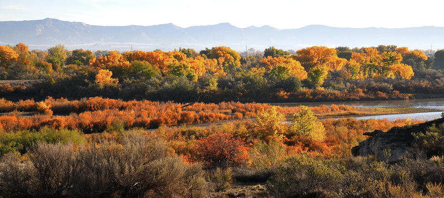 Fall Color along Colorado River near Fruita Photograph by Ray Mathis