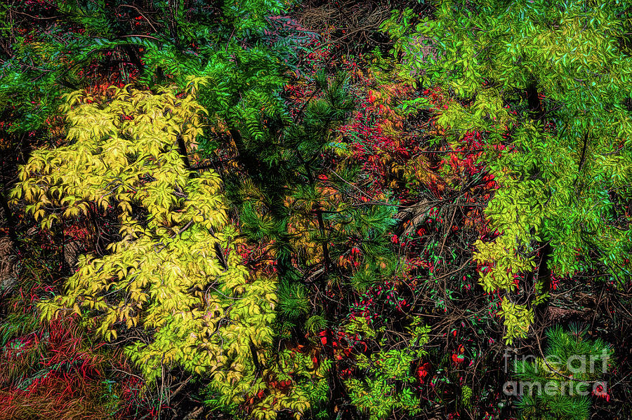Fall Color Along the Big Tom Photograph by Jon Burch Photography