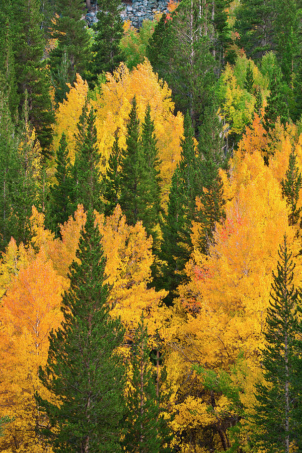 Fall Color And Grasses Along The Merced Photograph by Russ Bishop ...