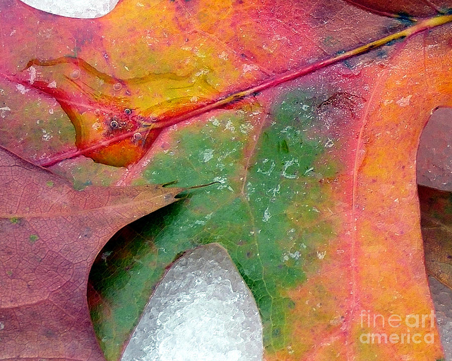 Fall Color and Snow Photograph by Amy Dundon