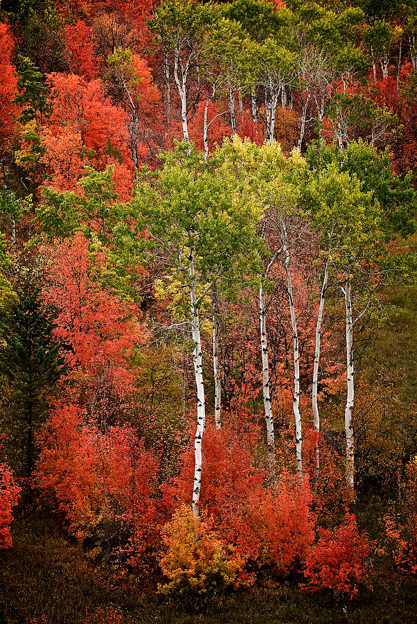 Fall Color Aspen Tree  Photograph by Ed Broberg