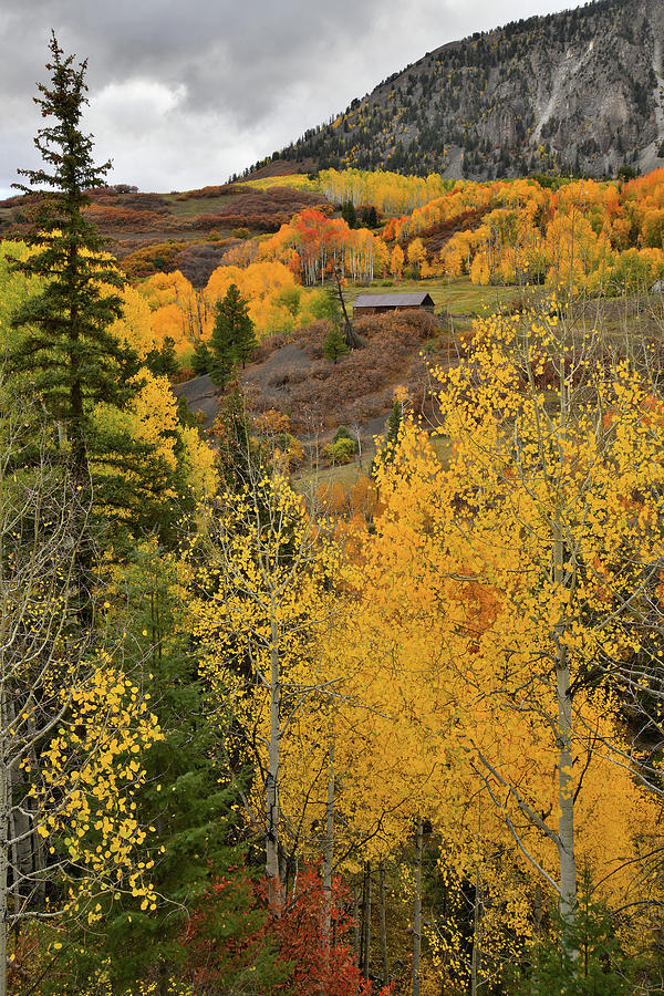 Fall Color Aspens near Telluride CO Photograph by Ray Mathis