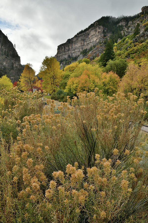 Fall Color Beneath the Walls of Glenwood Canyon at Hanging Lake  Photograph by Ray Mathis
