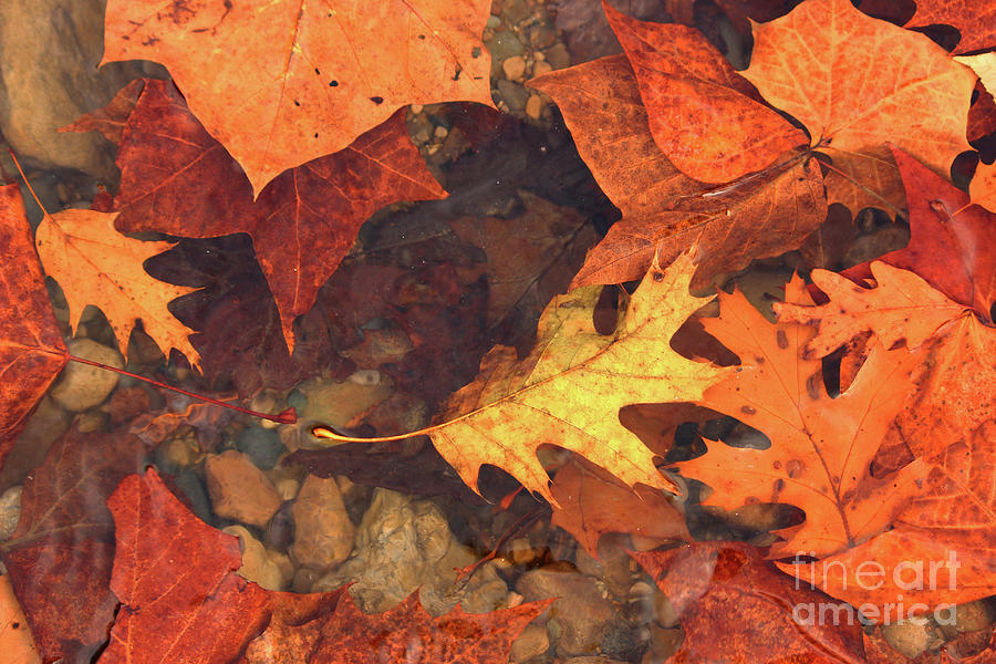 Leaves Photograph - Fall Color by Brenda Donko