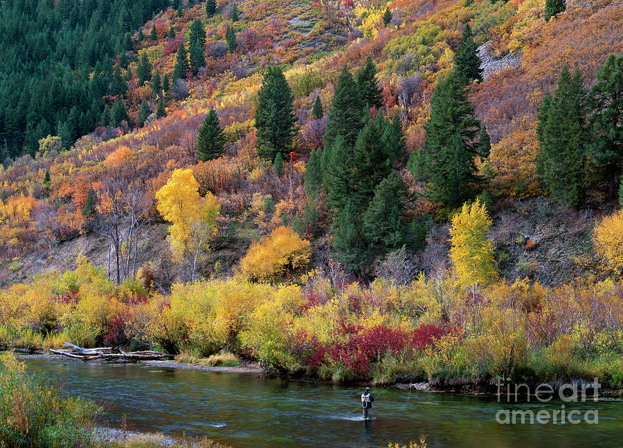 Fall Color Fisherman Near Provo Utah Photograph by Dave Welling