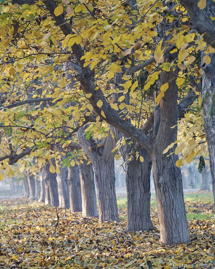 Fall Orchard Photograph by Brett Harvey