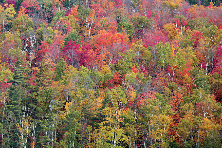 Fall Color by Justin Reznick Photography