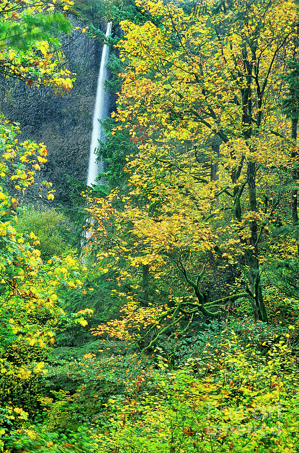 Fall Color Latourell Falls Columbia River Gorge Nsa Oregon Photograph by Dave Welling