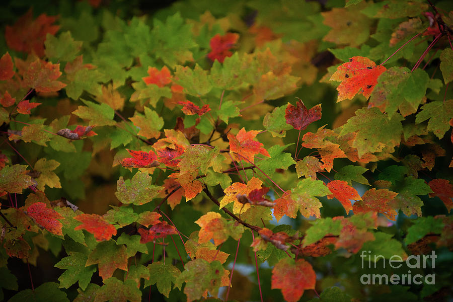Fall Color - Maple Tree Photograph by Dale Powell