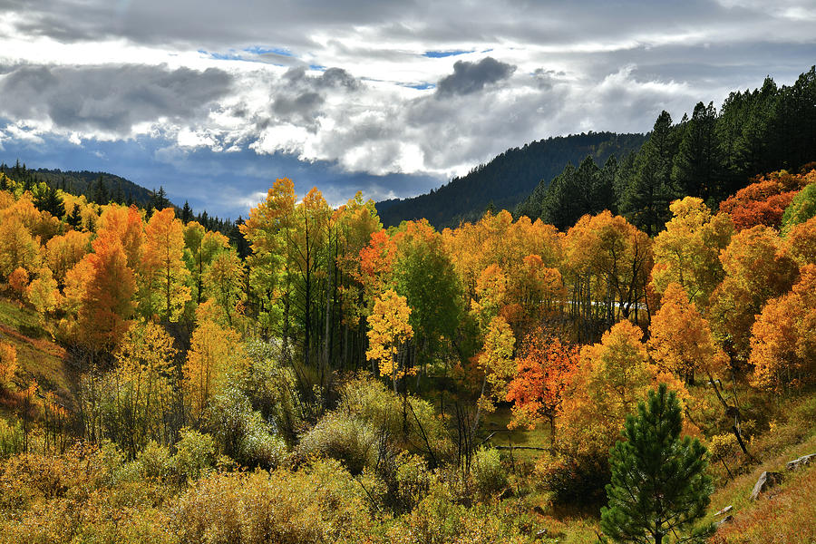 Fall Color near Dallas Divide Photograph by Ray Mathis