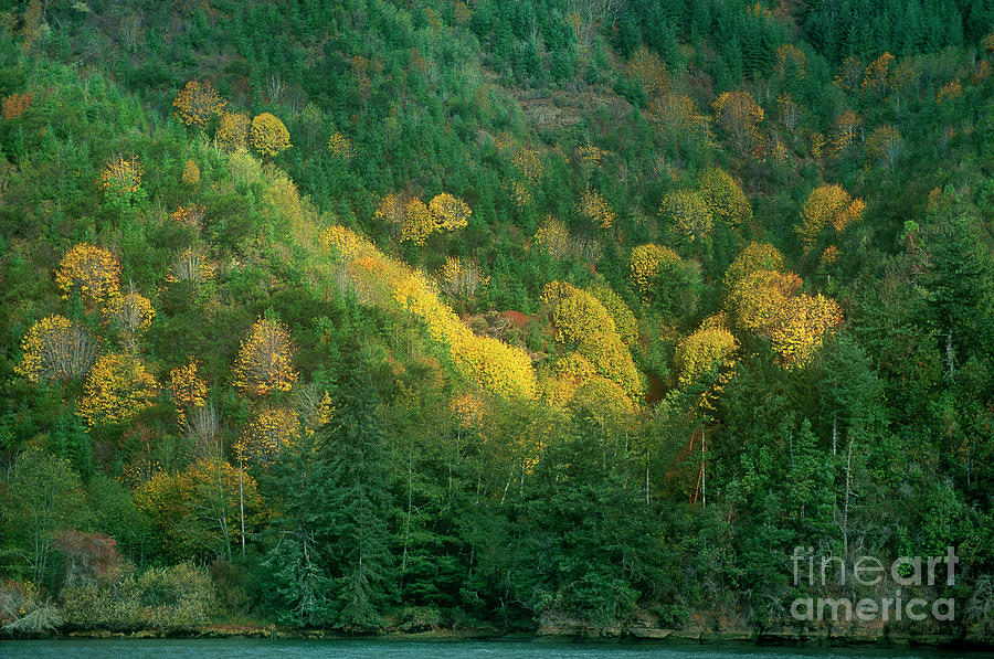 Fall Color Near Reedsport Oregon Photograph by Dave Welling
