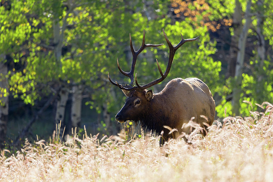 Fall Color Rocky Mountain Bull Elk Photograph By Nathan Bush 