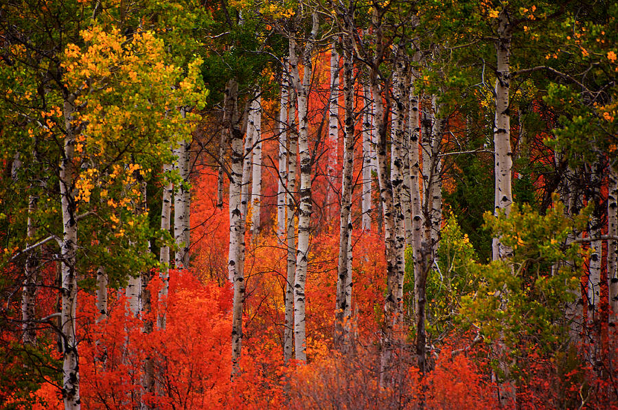 Fall Color with Aspen Trees Photograph by Ed Broberg