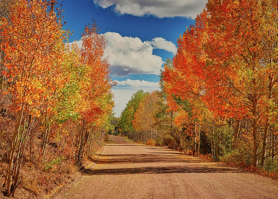 Fall Colorado 2019 Photograph by Ernest Echols