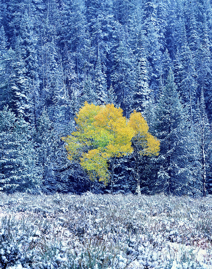 Fall Colored Aspen Populus Tremuloides Snowstorm Grand Tetons National Park Wyoming Photograph by Dave Welling