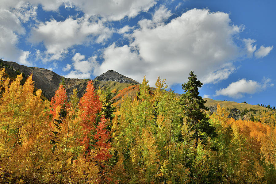 Fall Colored Aspens Bask in Sun at Red Mountain Pass Photograph by Ray Mathis
