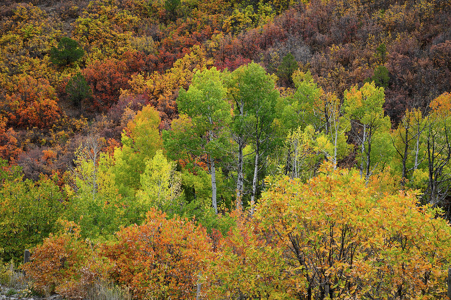 Fall Colored Hillside near Ridgway Colorado Photograph by Ray Mathis