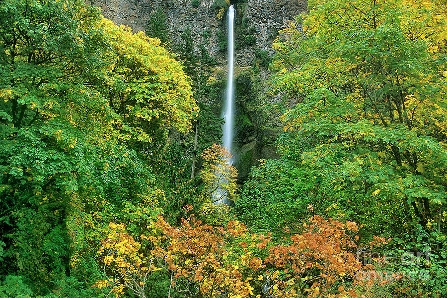 Fall Colored Maple Trees Multnomah Falls Columbia Rive Photograph by Dave Welling