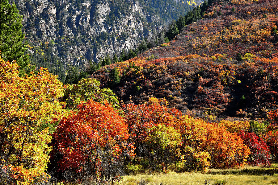 Fall Colored Oaks in Avalanche Creek Canyon Photograph by Ray Mathis