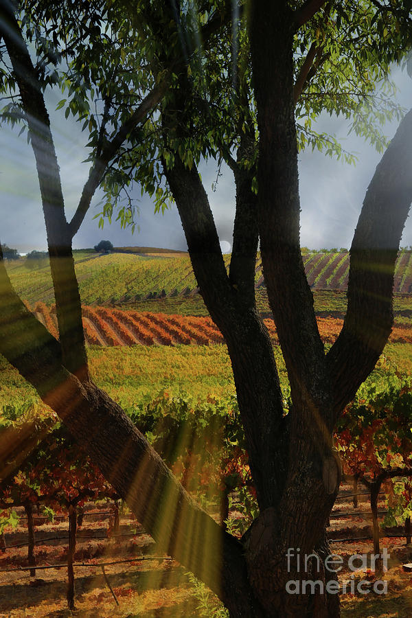 Fall Colored Vineyard with Light Through the Trees Photograph by Stephanie Laird
