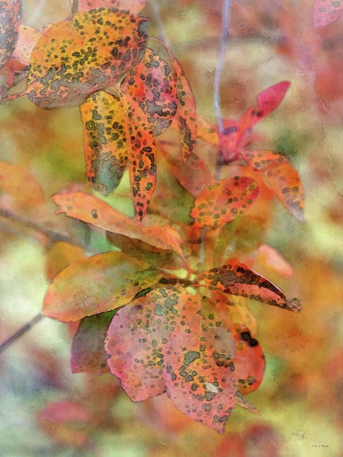 Fall Colors 6605 IDP_2 Photograph by Steven Ward
