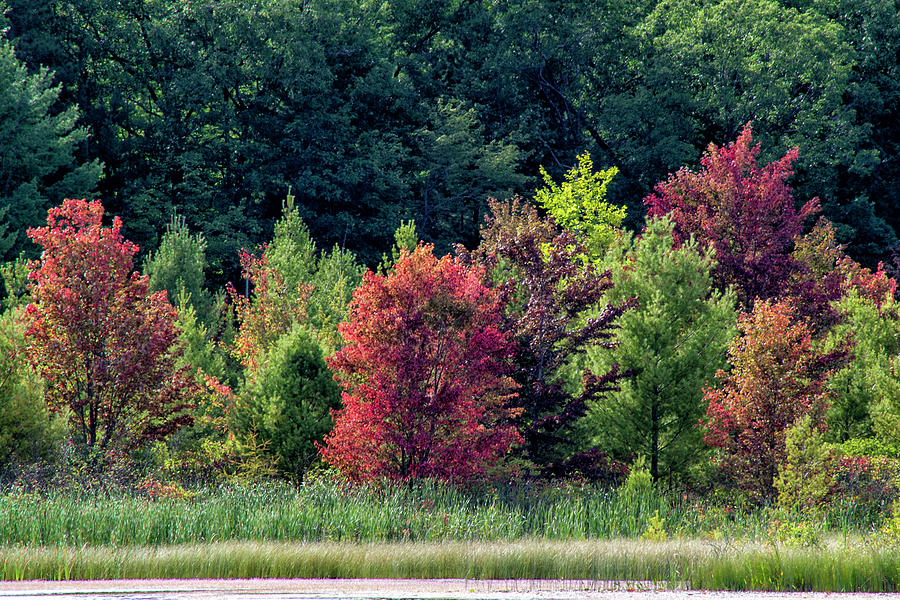 Fall Colors 8251902 by Rick Veldman Fall Colors 8251902 by Rick Veldman