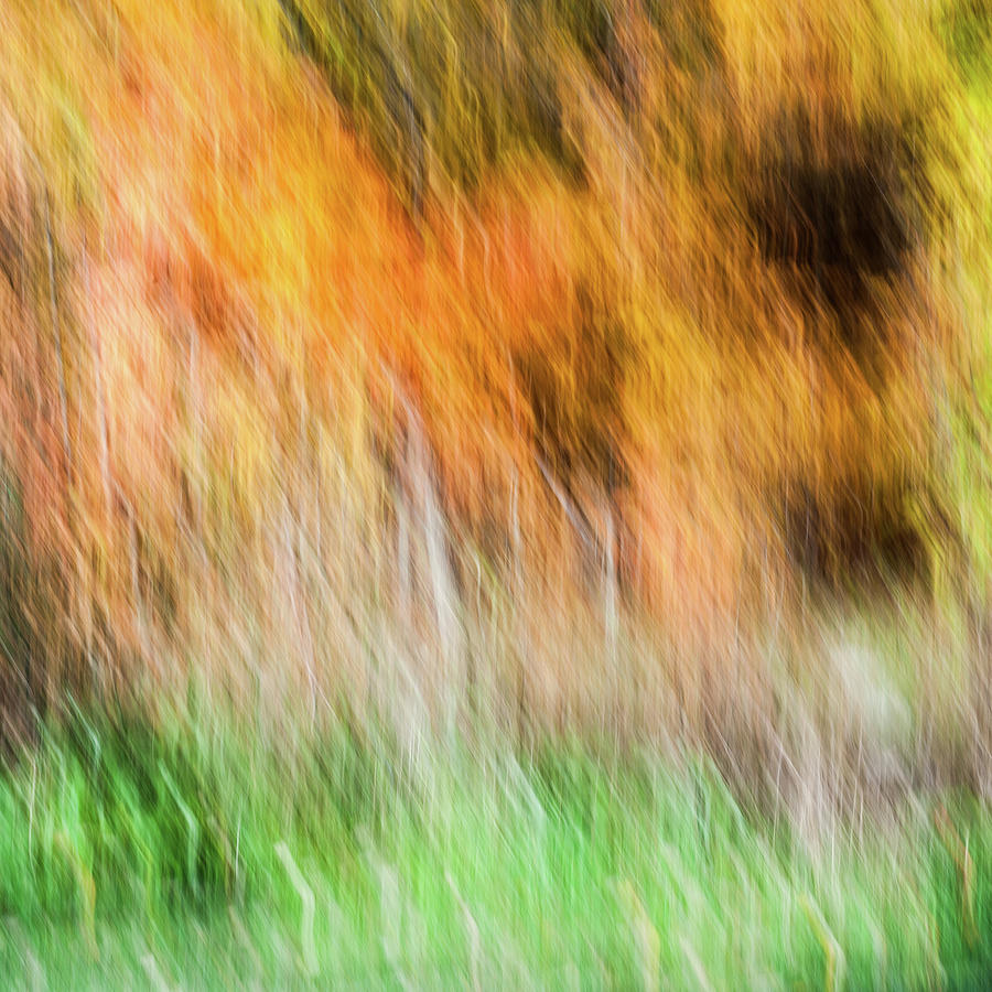 Fall Colors - Abstract Nature Photograph by Shankar Adiseshan