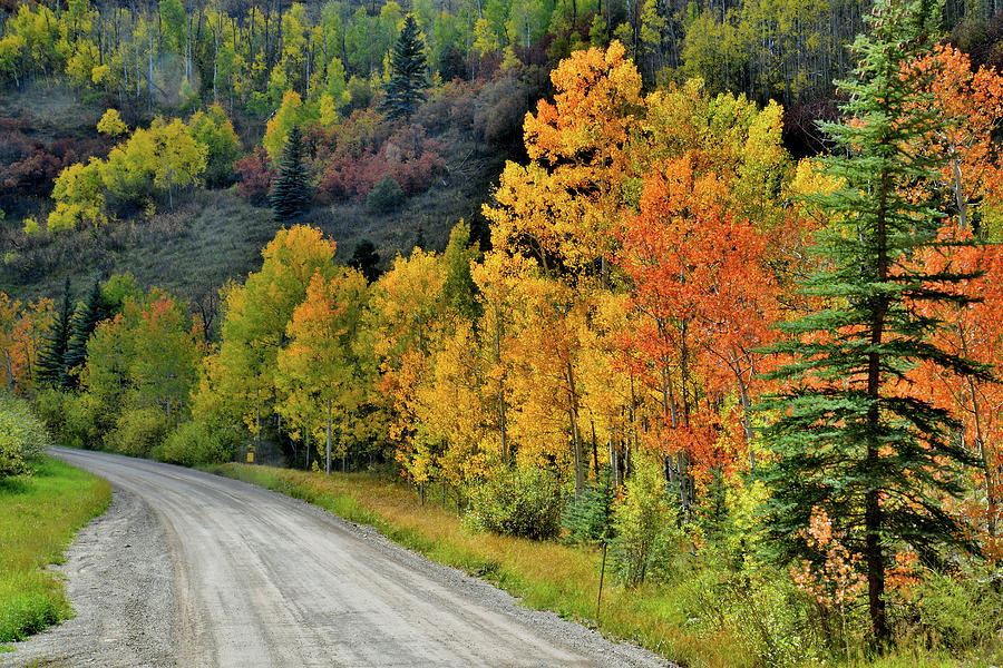Fall Colors Adorn Wilson Mesa Ranch Road Photograph by Ray Mathis