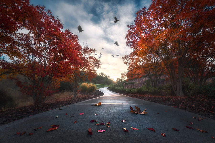 Fall Colors Photograph by Aidong Ning