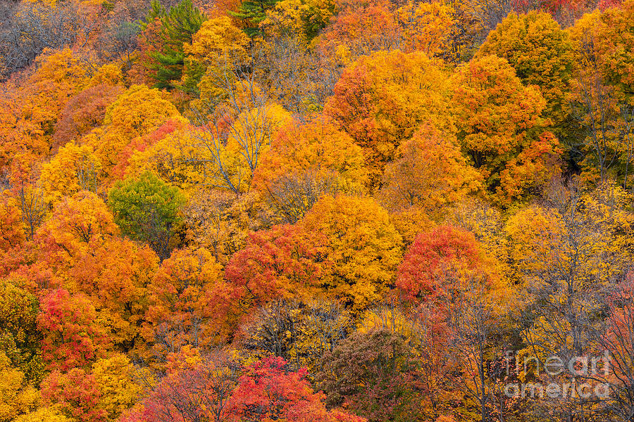 Fall Colors by Alma Danison Fall Colors by Alma Danison