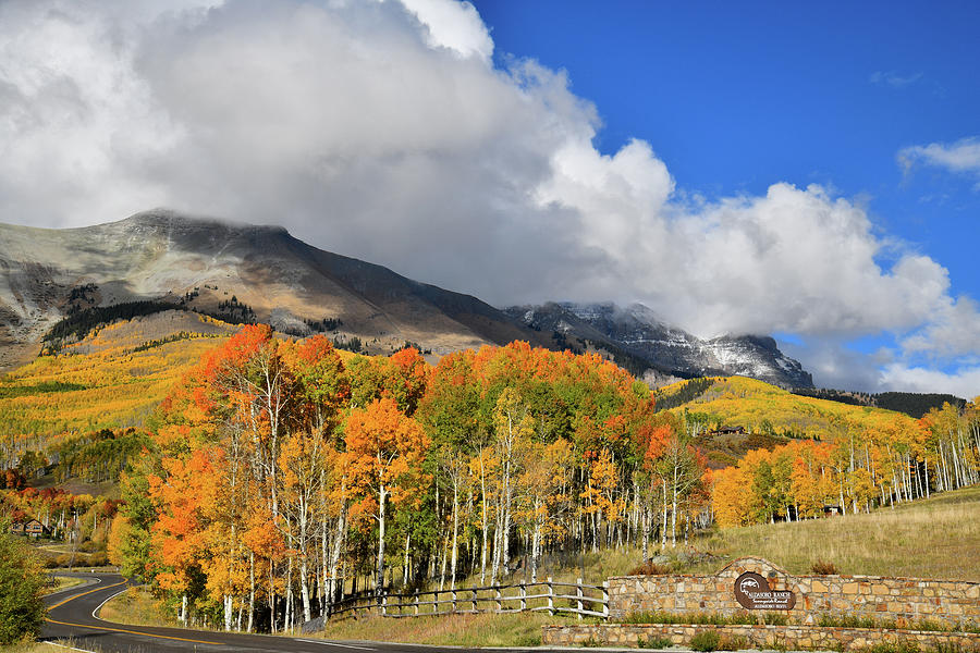 Fall Colors along Airport Road above Telluride Photograph by Ray Mathis