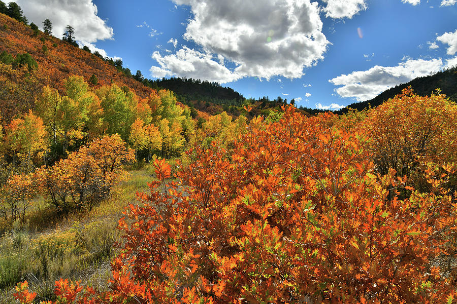 Fall Colors along County Road 5 near Ridgway Colorado Photograph by Ray Mathis