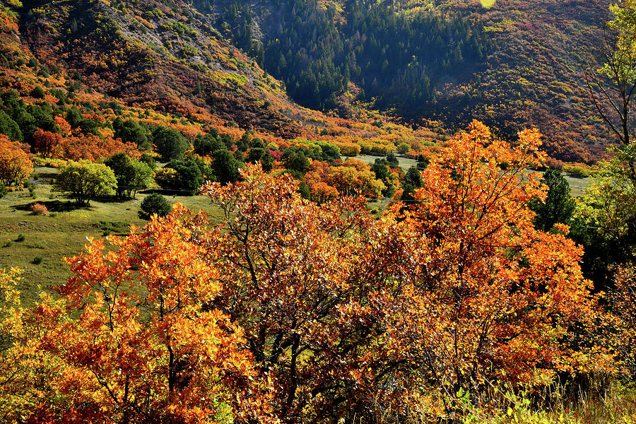 Fall Colors along Highway 133 in CO Photograph by Ray Mathis