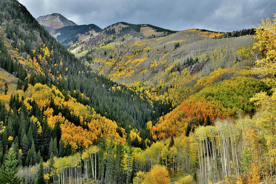 Fall Colors Along HWY 145 South of Telluride Photograph by Ray Mathis