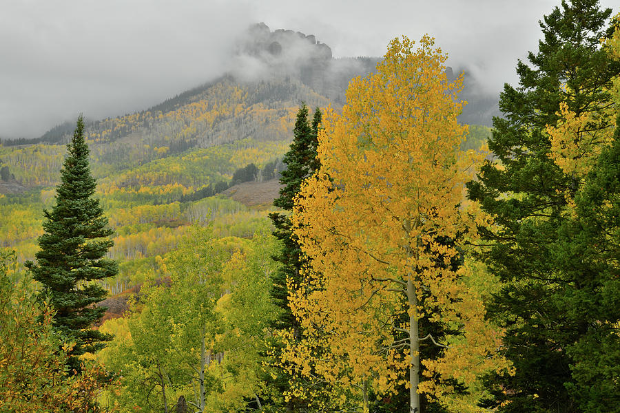 Fall Colors along Owl Creek Pass Road Photograph by Ray Mathis
