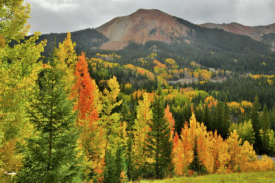 Fall Colors along Road to Red Mountain Pass Photograph by Ray Mathis