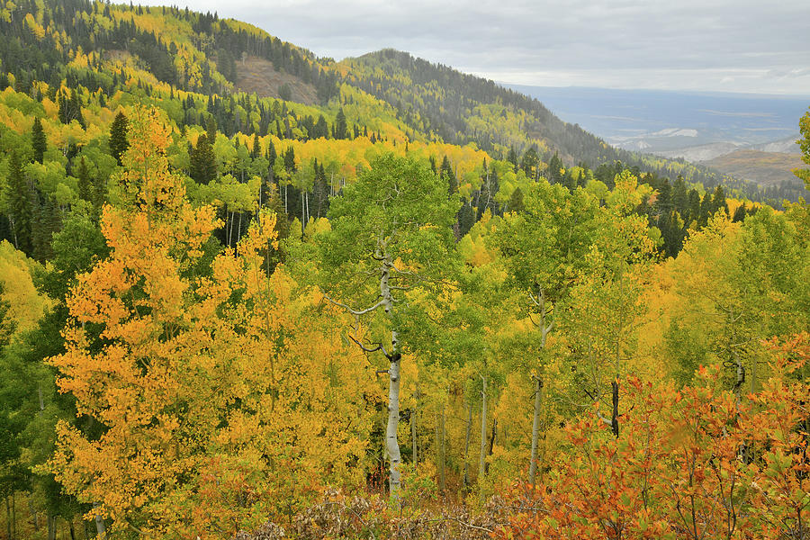Fall Colors along the Descent from Owl Creek Pass Photograph by Ray Mathis