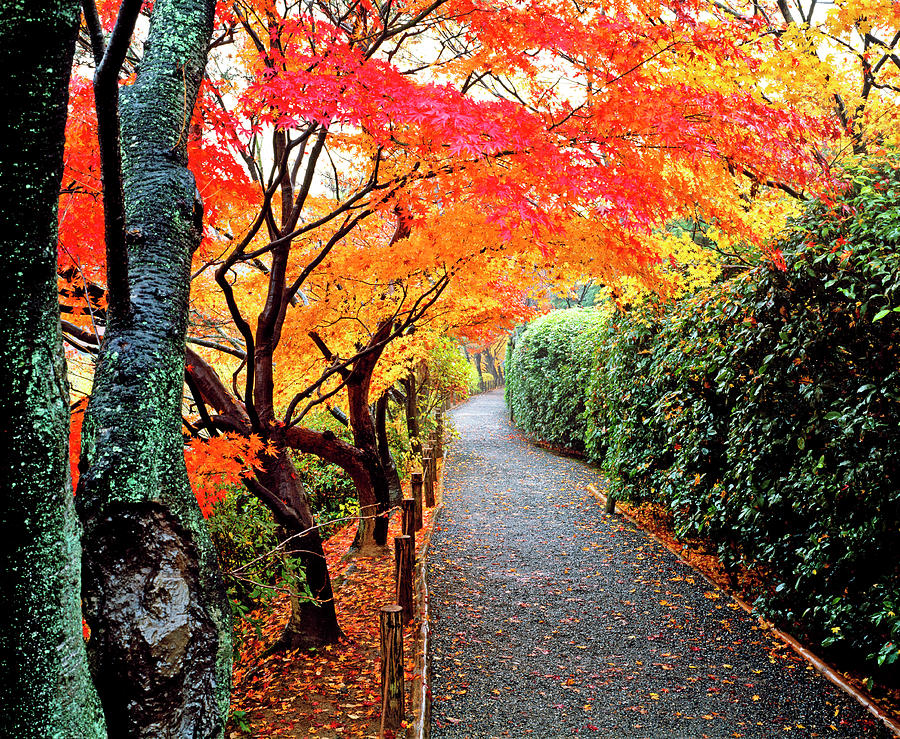 Fall Colors And Walkway At A Japanese Photograph by Murat Taner