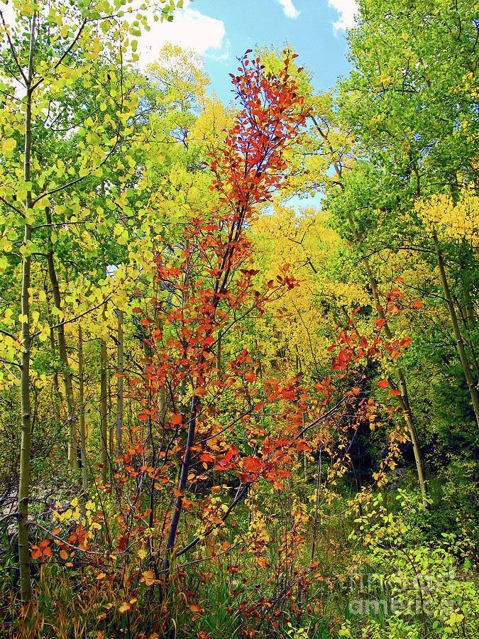 Fall Colors at Angel Fire Photograph by Nieves Nitta