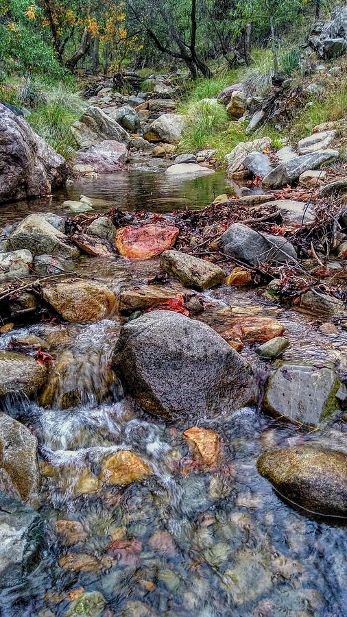 Fall colors at Madera Creek Photograph by Chance Kafka