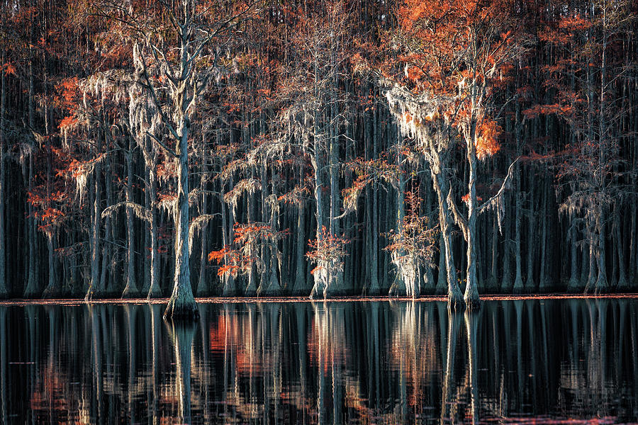 Fall colors at the Cypress Lake Photograph by Alex Mironyuk