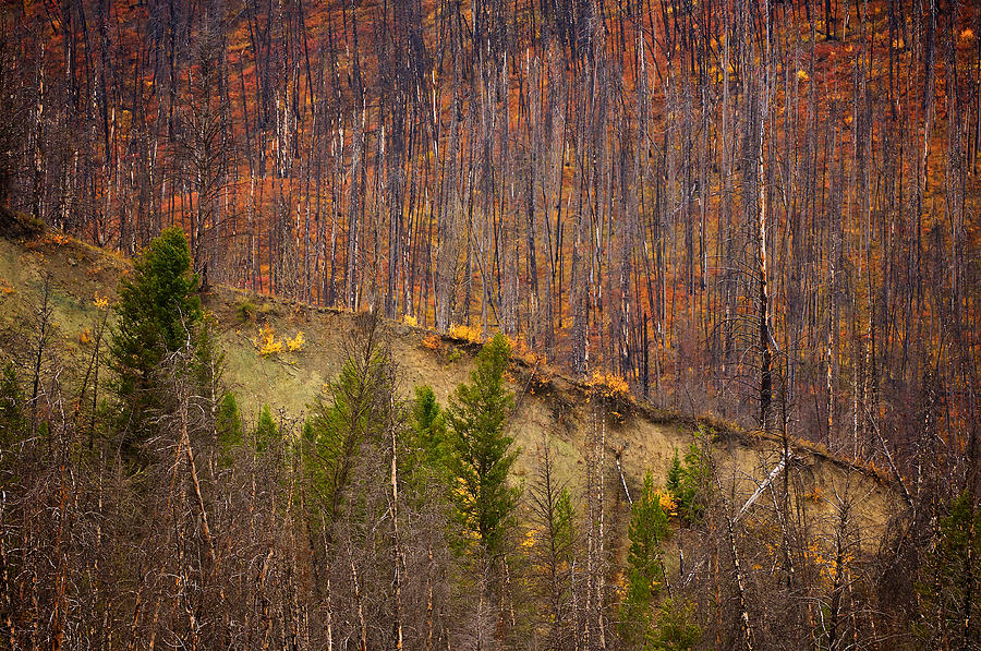 Fall Colors Burn Photograph by Ed Broberg