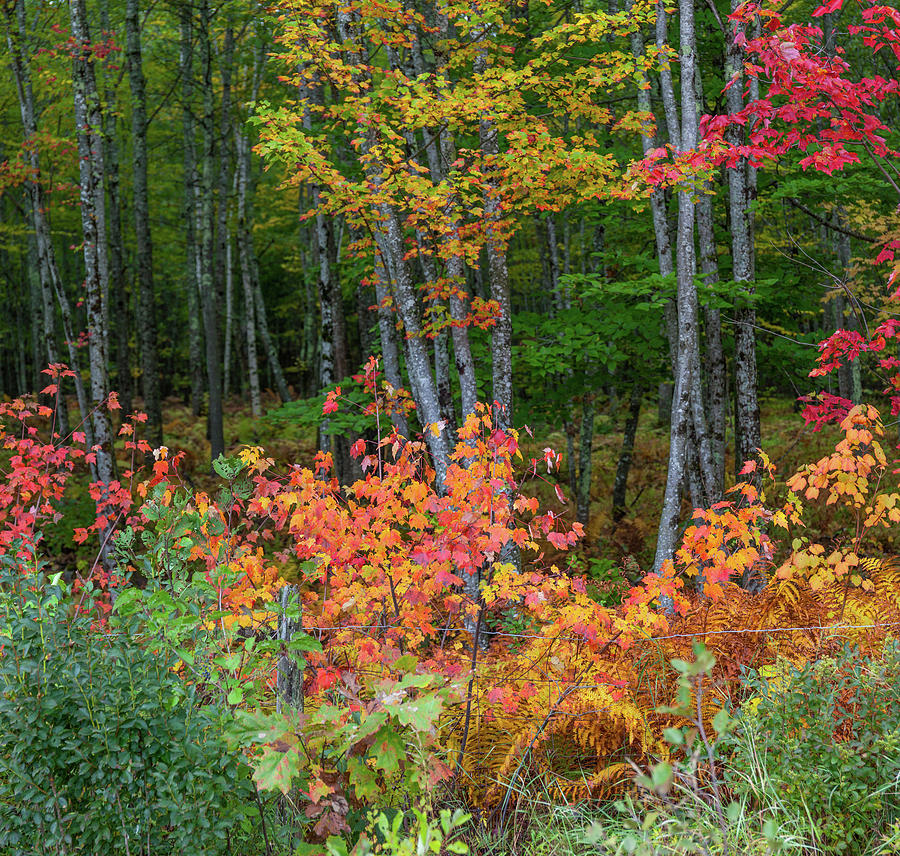 Fall Colors Photograph by Cliff Wassmann