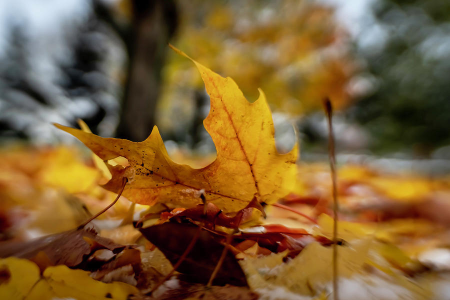 Fall colors close up  Photograph by Sven Brogren
