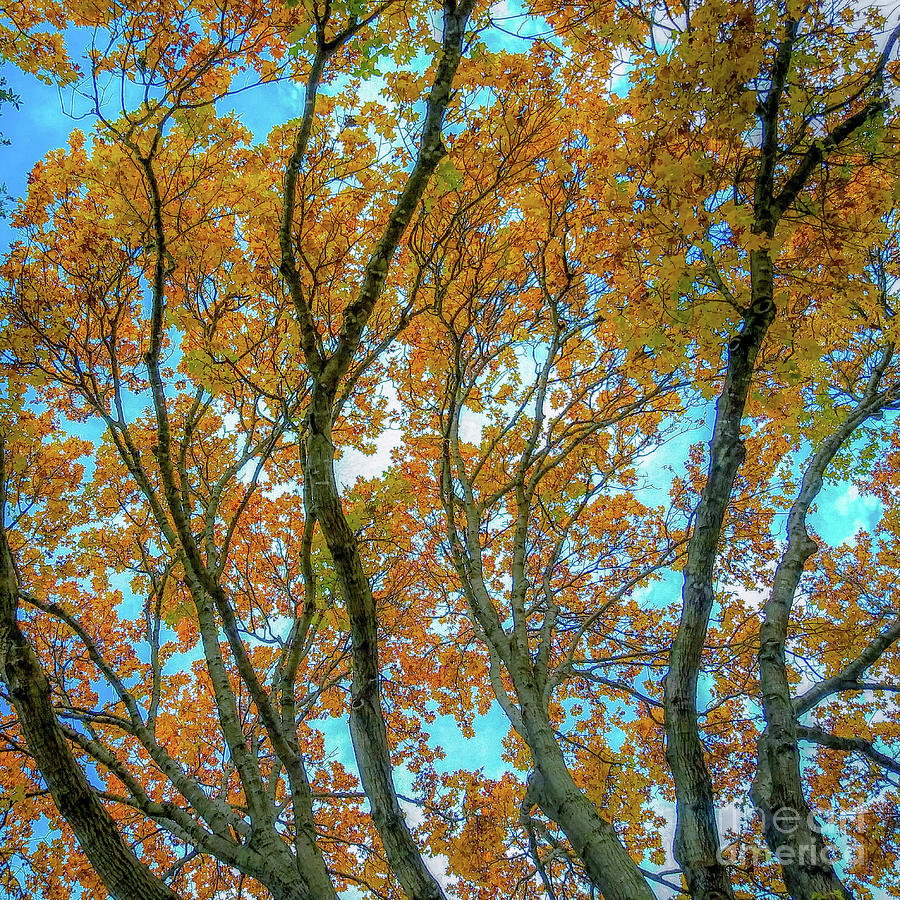 Tree Photograph - Fall Colors  by D Davila
